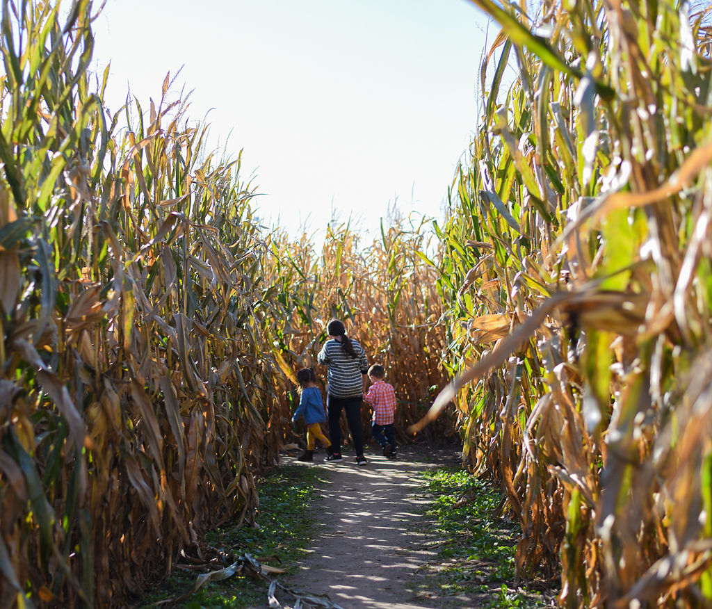 Visitors walk through